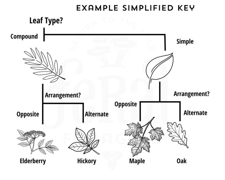 Oversimplified Dichotomous Key For Trees