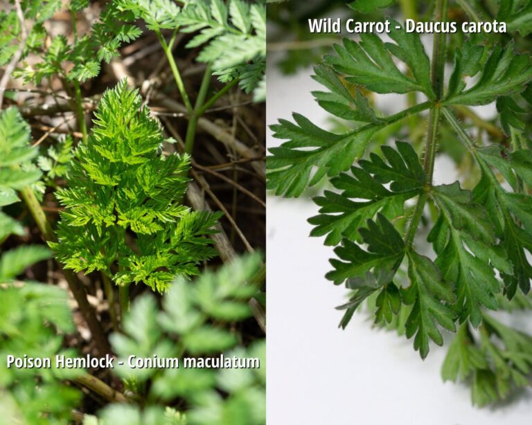 Wild Carrot Vs Poison Hemlock Lookalike Important For Foragers To Know