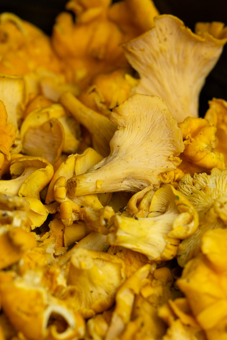 Wild Chanterelle Cantharellus Mushrooms From Foraging