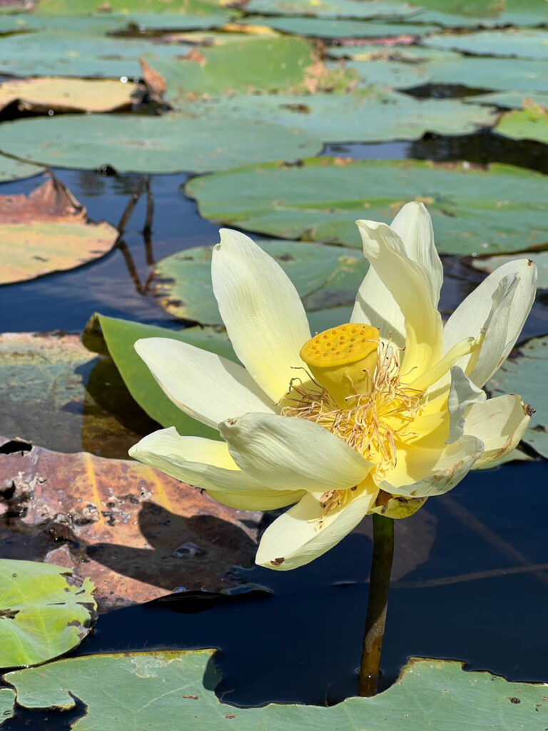 American Lotus Flower In Alabama