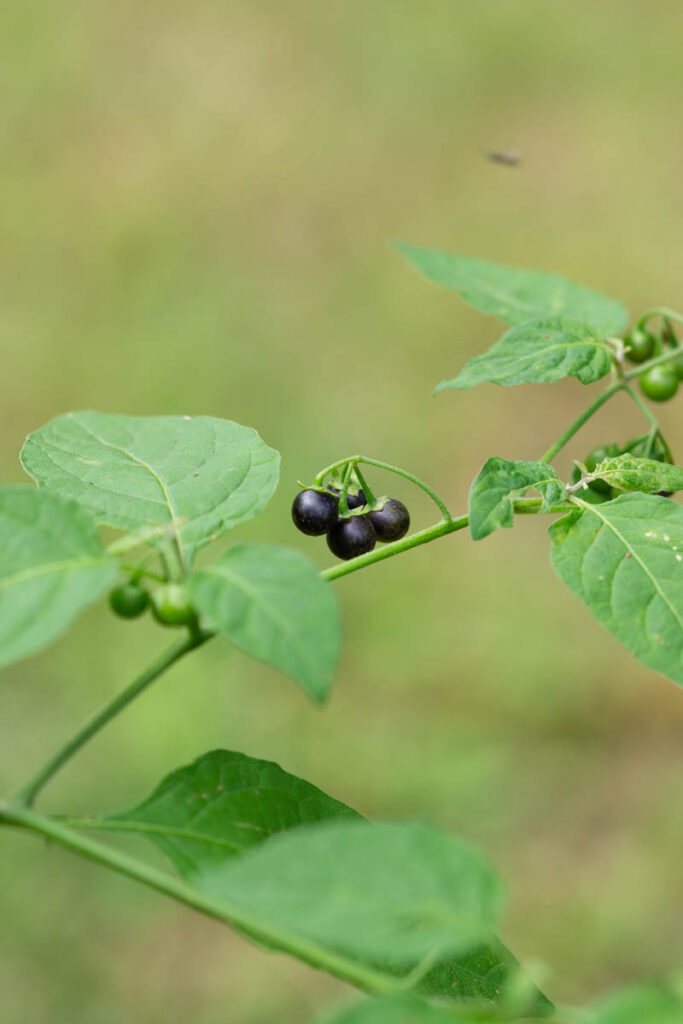 Black Nightshade Berries In Alabama