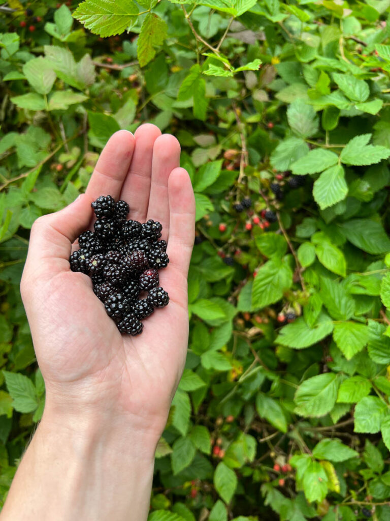 Blackberries In Alabama