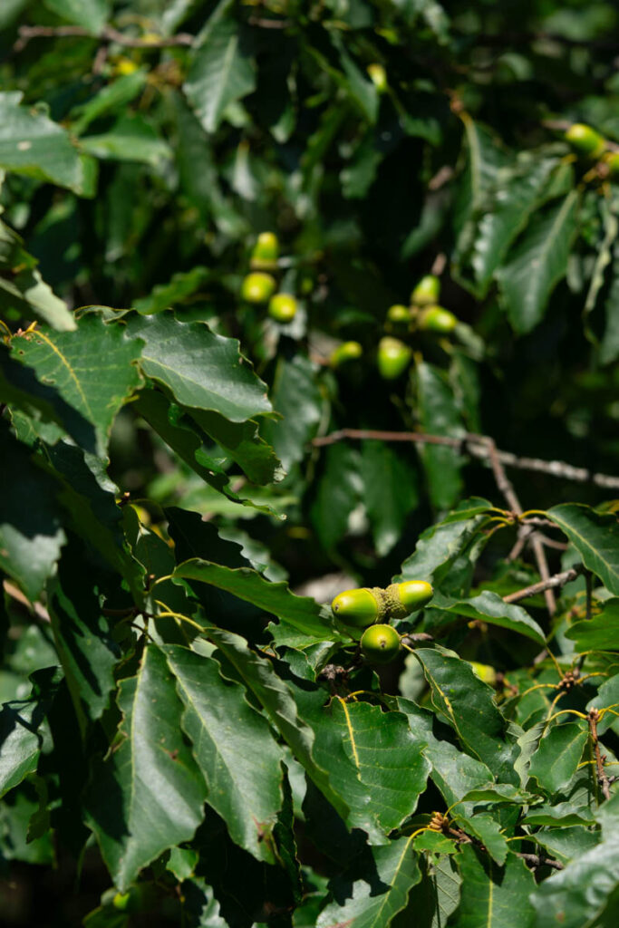 Chestnut Oak Acorns In Alabama