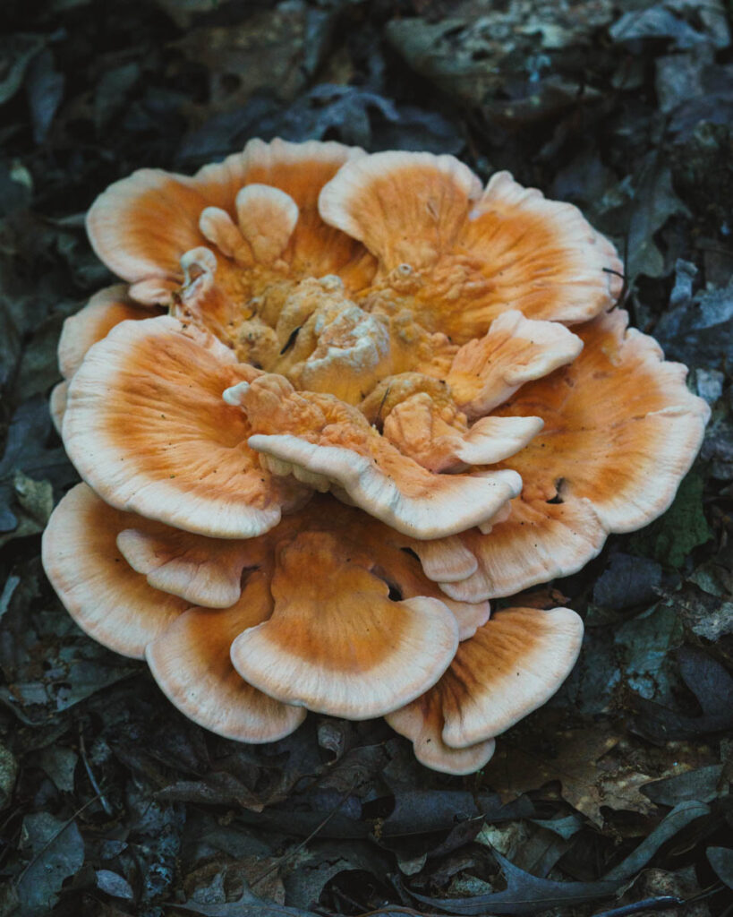 Chicken Of The Woods In Alabama