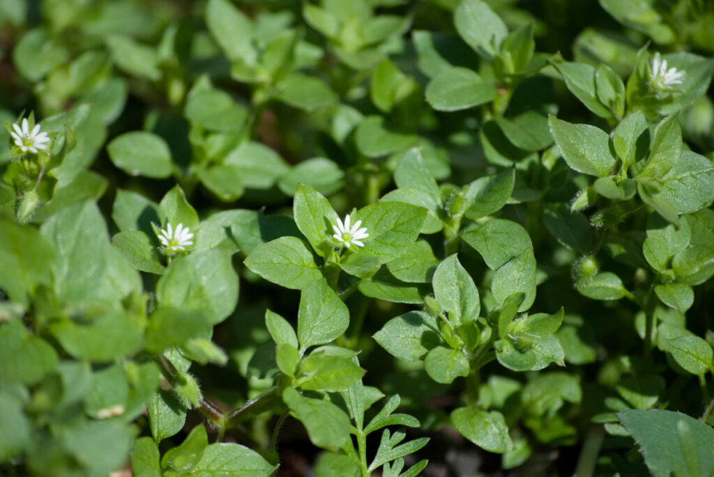 Chickweed In Alabama