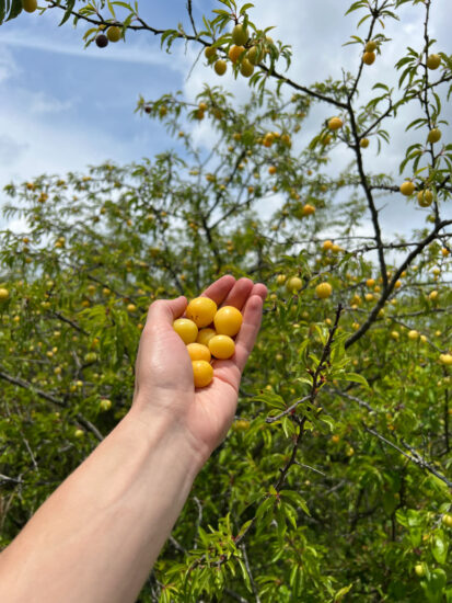 Feral Foraging Wild Chickasaw Plums In Alabama
