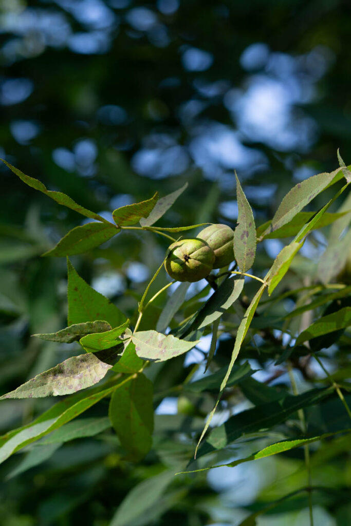 Hickory Nuts In Alabama