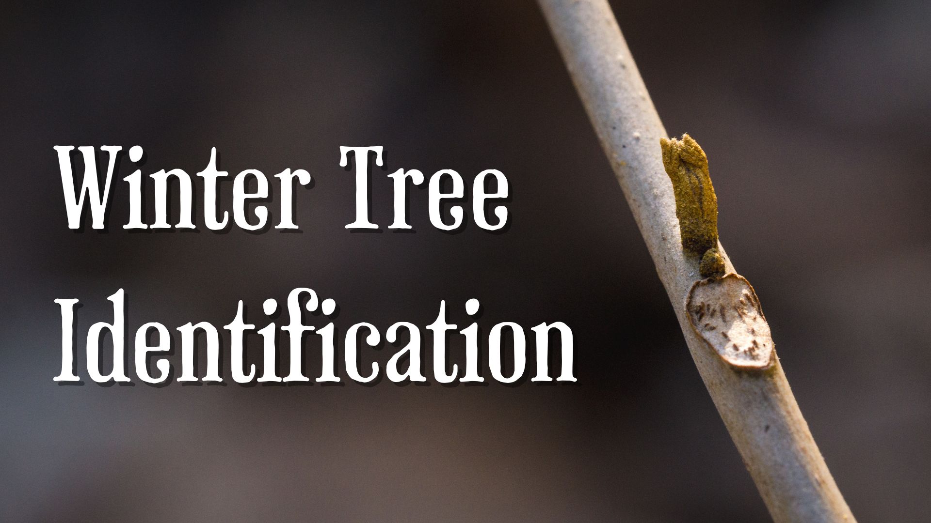 Introduction to winter tree id class banner, bitternut hickory bud