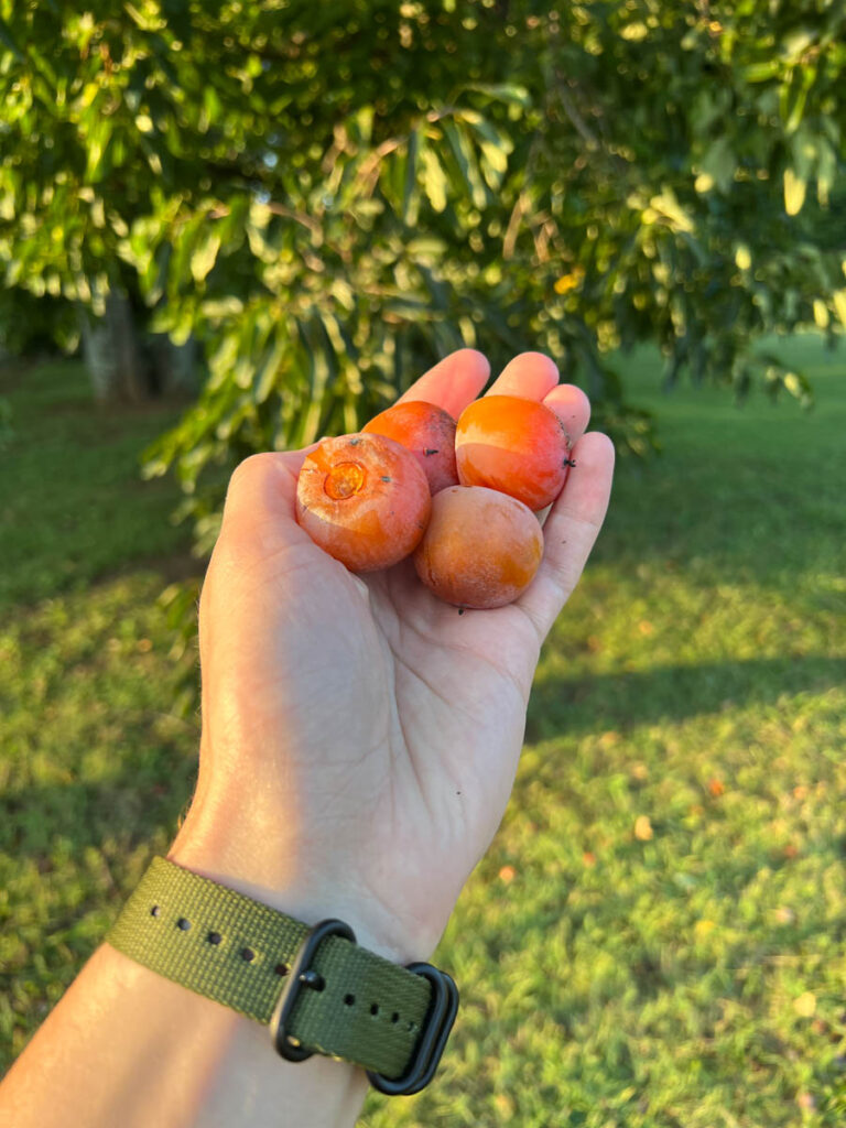 Persimmon Fruits In Alabama