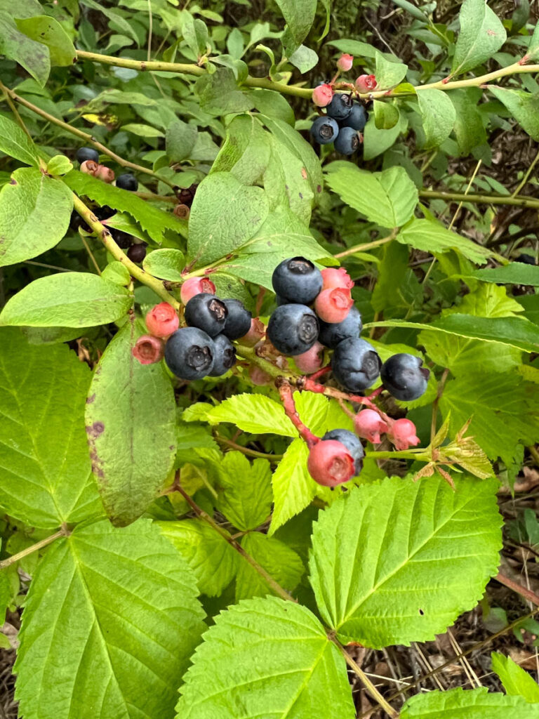 Wild Blueberries In Alabama