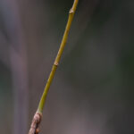 Black Willow Yellow Twig