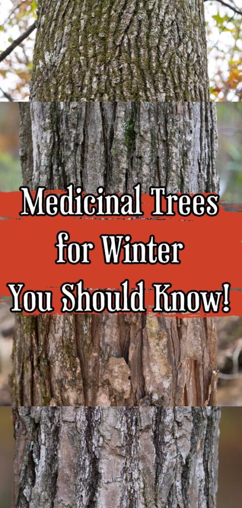 Medicinal Trees For Winter Banner