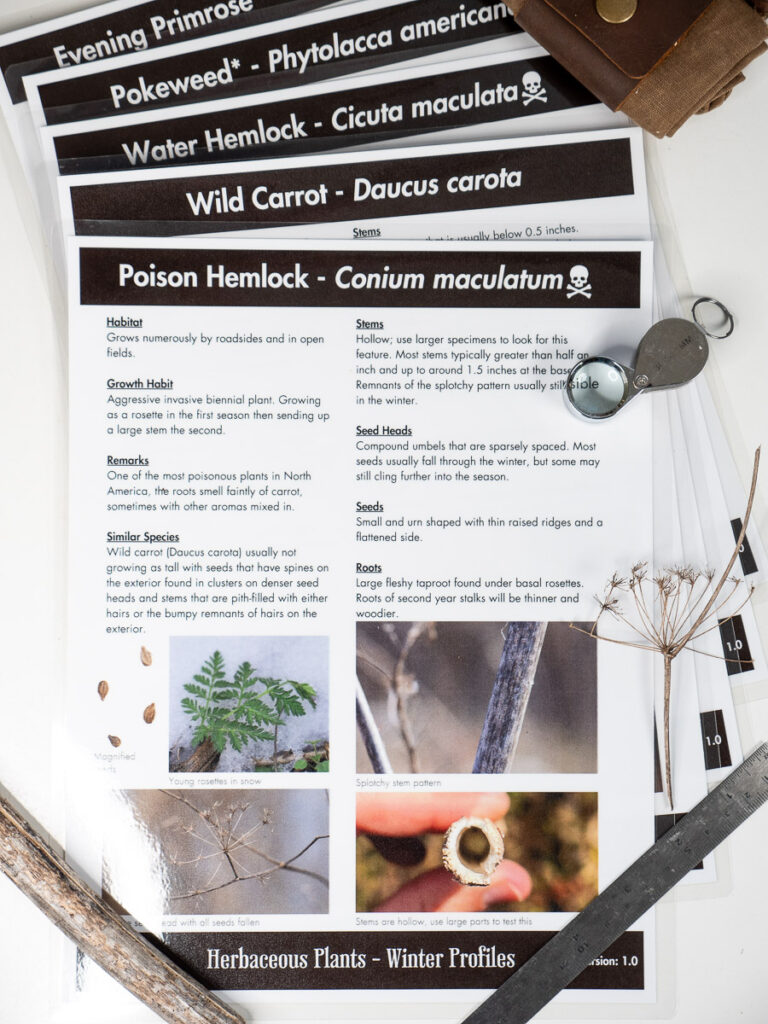 Poison Hemlock Winter Profile Guide
