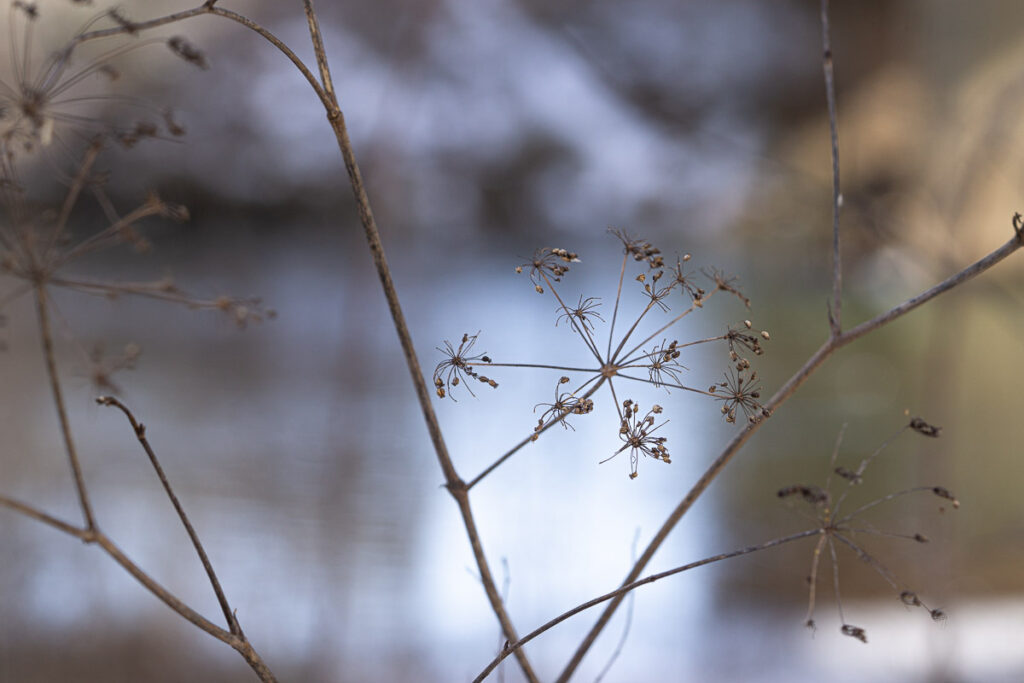 Water Hemlock Seed Head In Winter