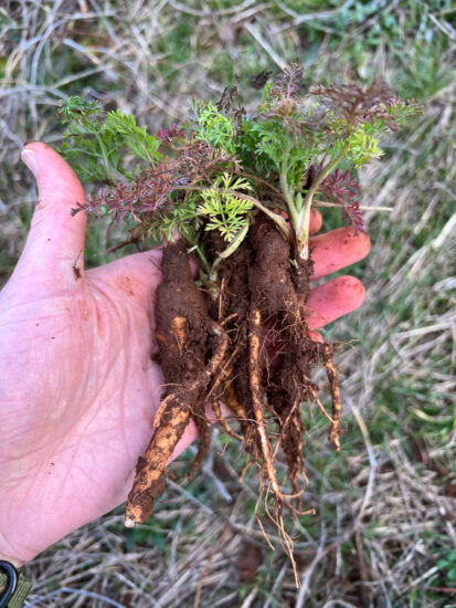 Wild Carrot Roots Winter