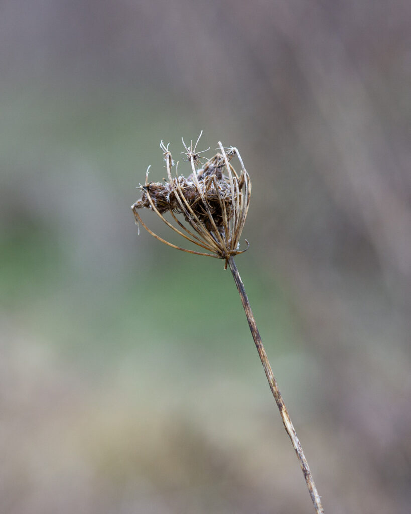 Wild Carrot Seed Head Curled Winter