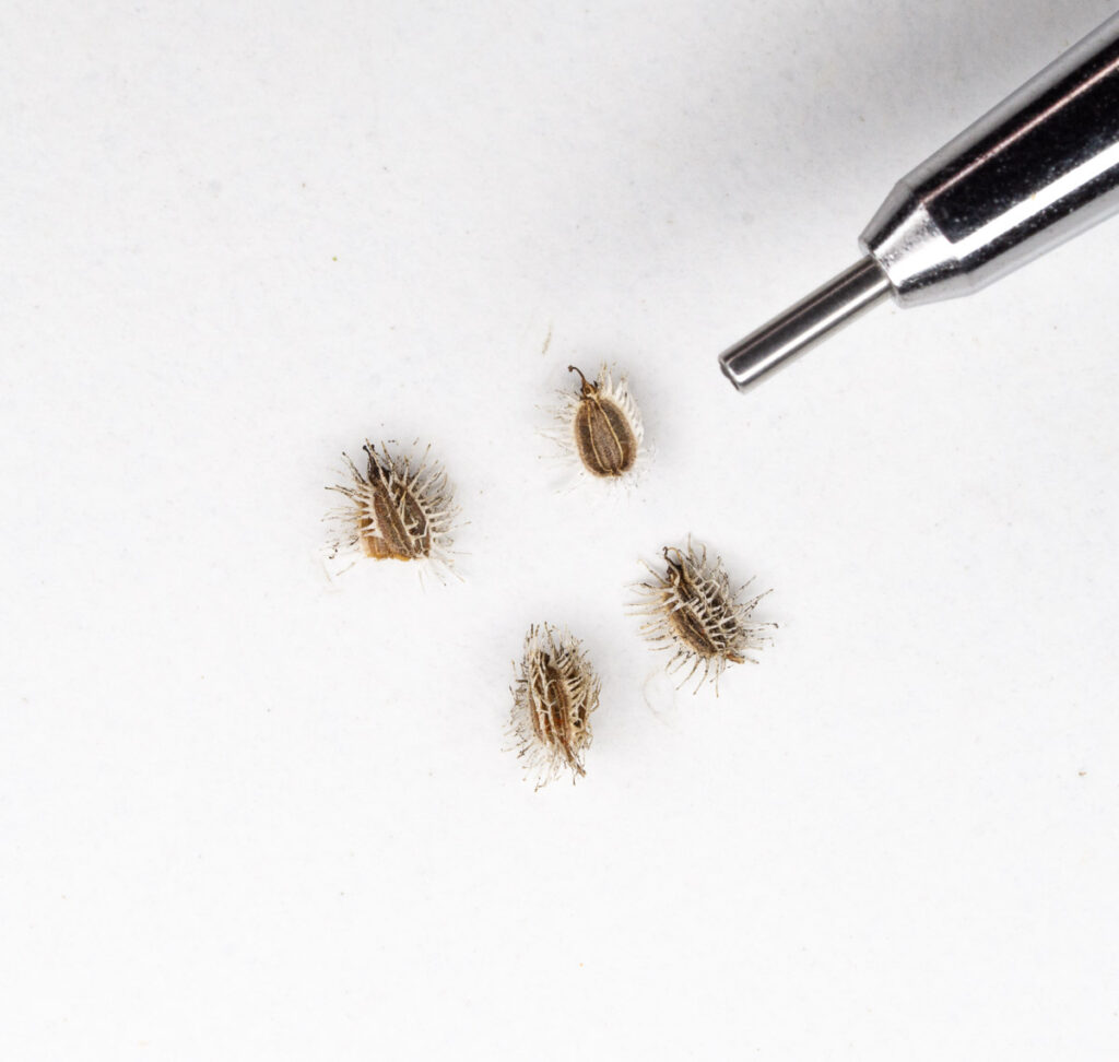Wild Carrot Seeds With Spines Close Up