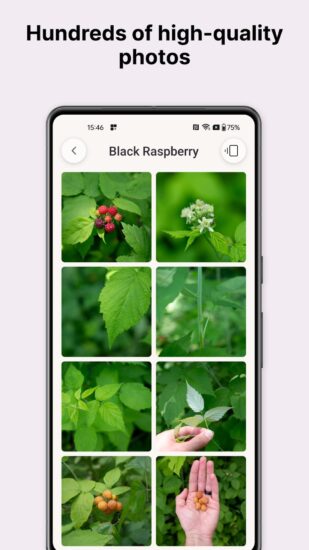 gather-high-quality-photos
