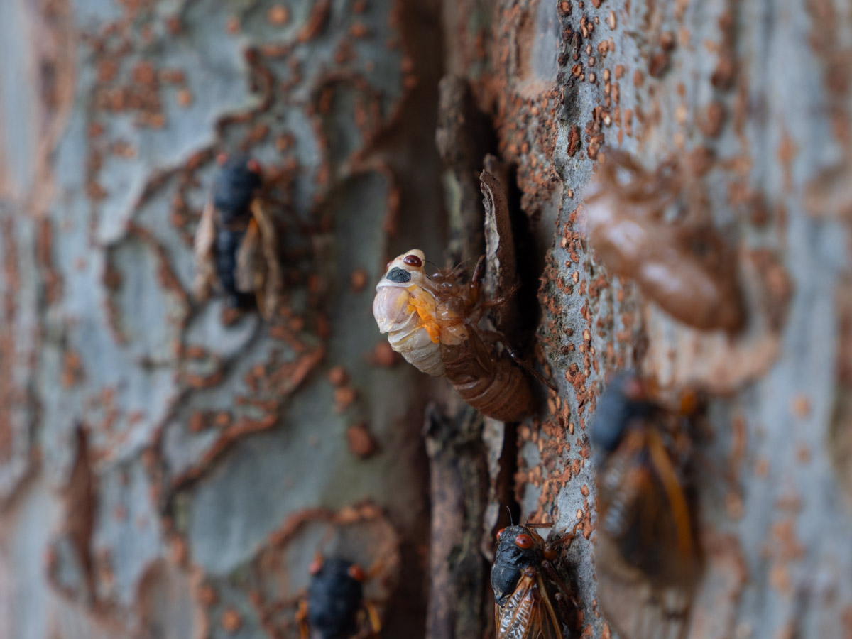 Teneral Cicada Molting