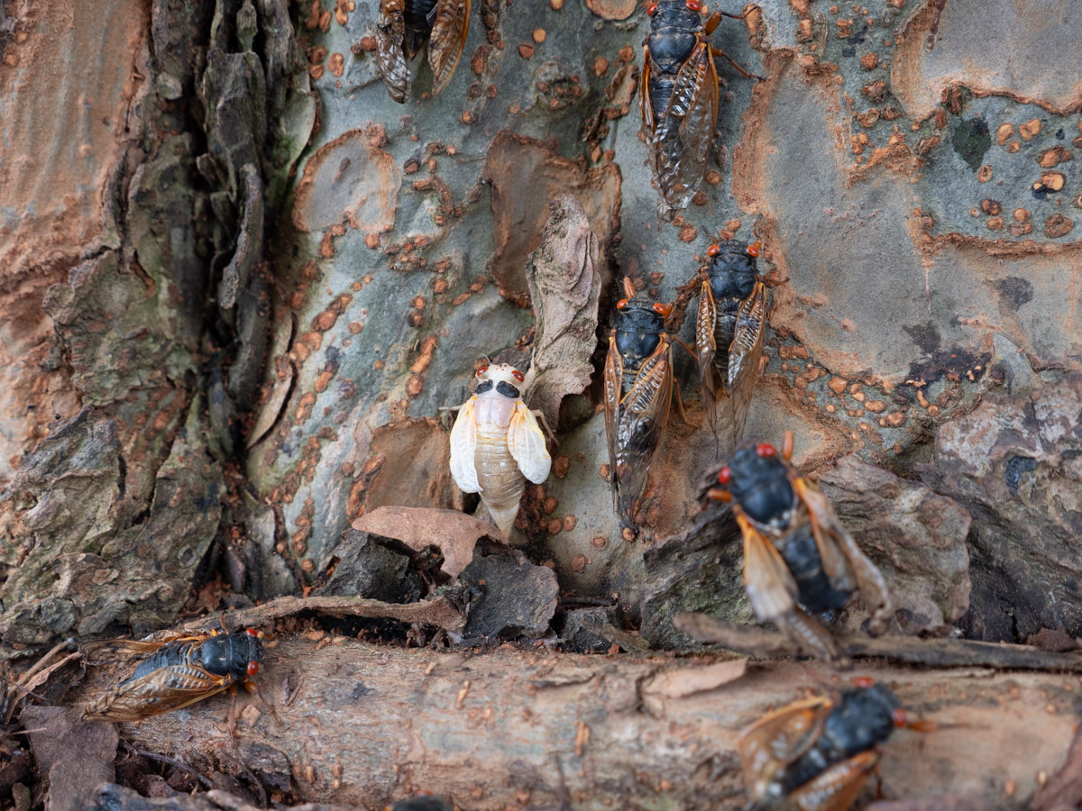 Teneral Next To Adult Cicada