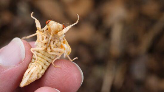 Young Teneral Cicada