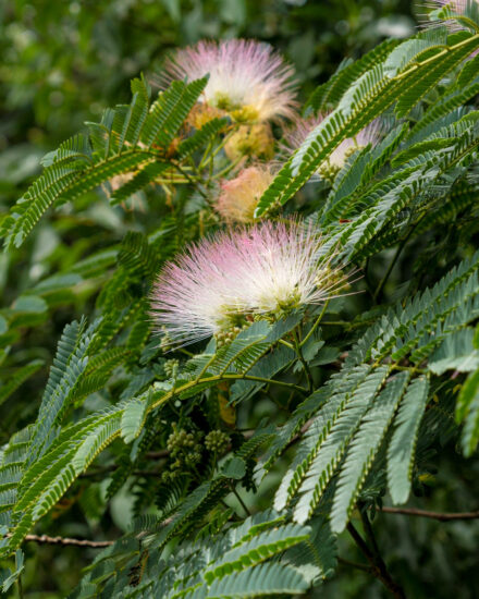 Albizia Silk Tree Blossoms