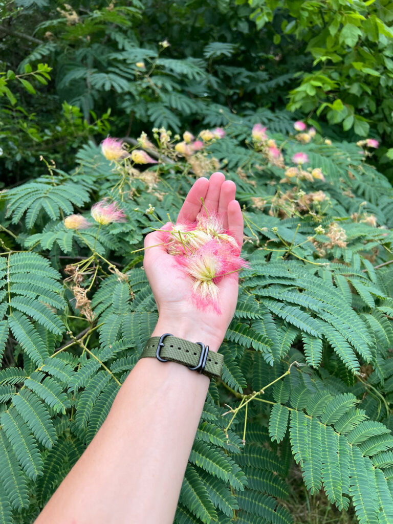 Albizia Silk Tree Flowers