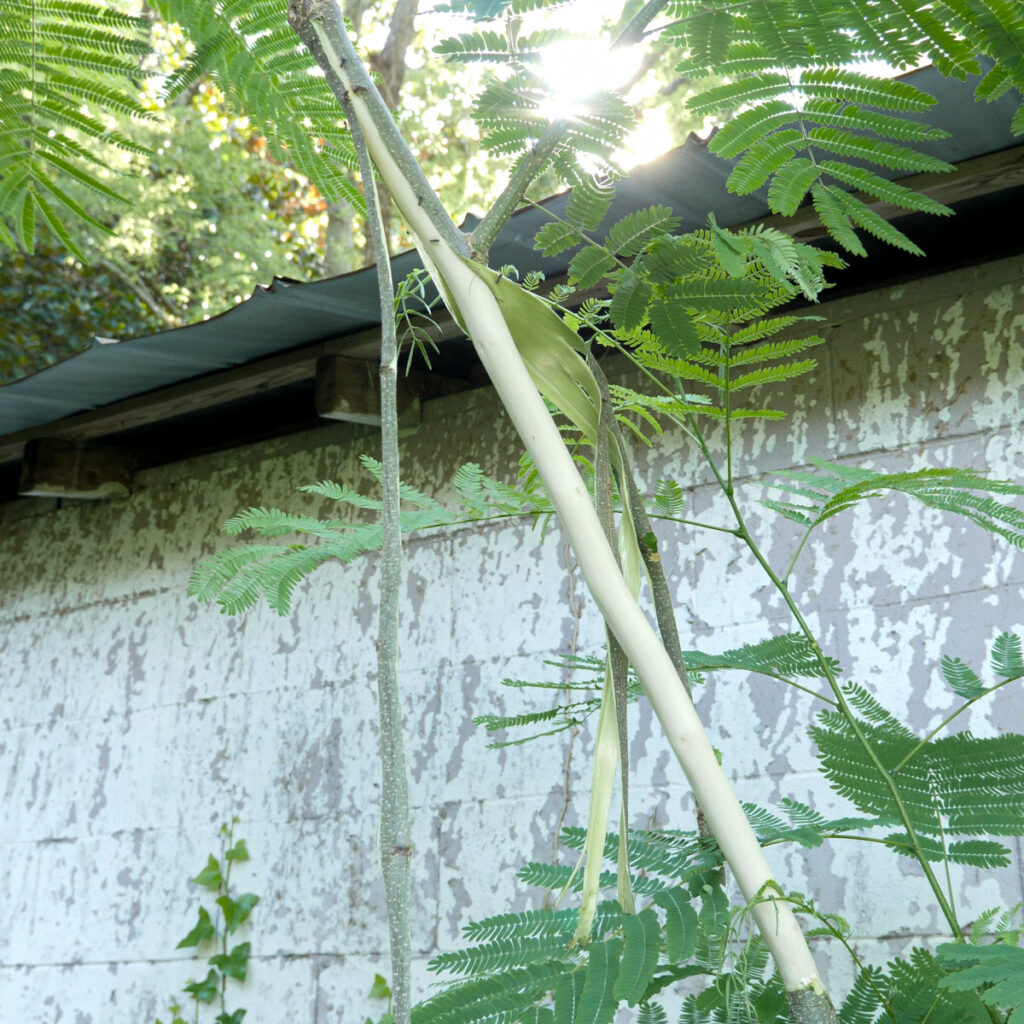 Albizia Tree With Stripped Bark