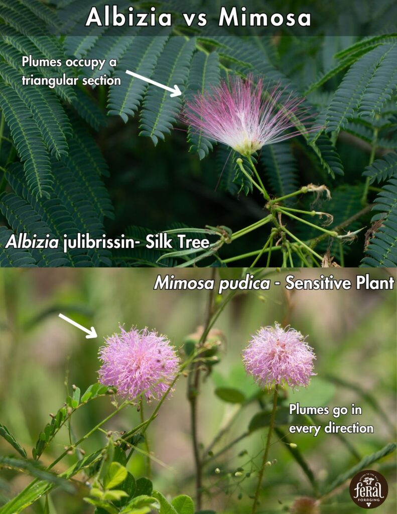 Albizia Vs Mimosa