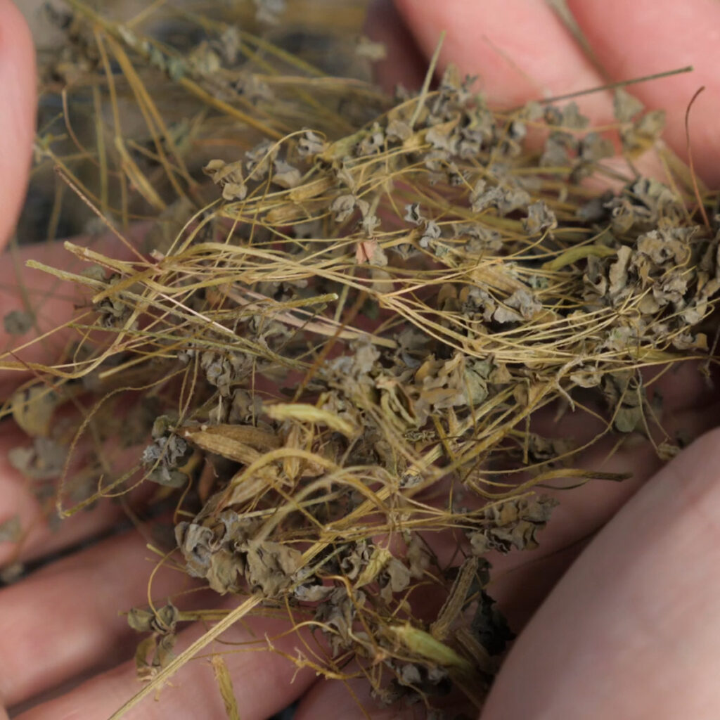 Dehydrated Wood Sorrel Leaves