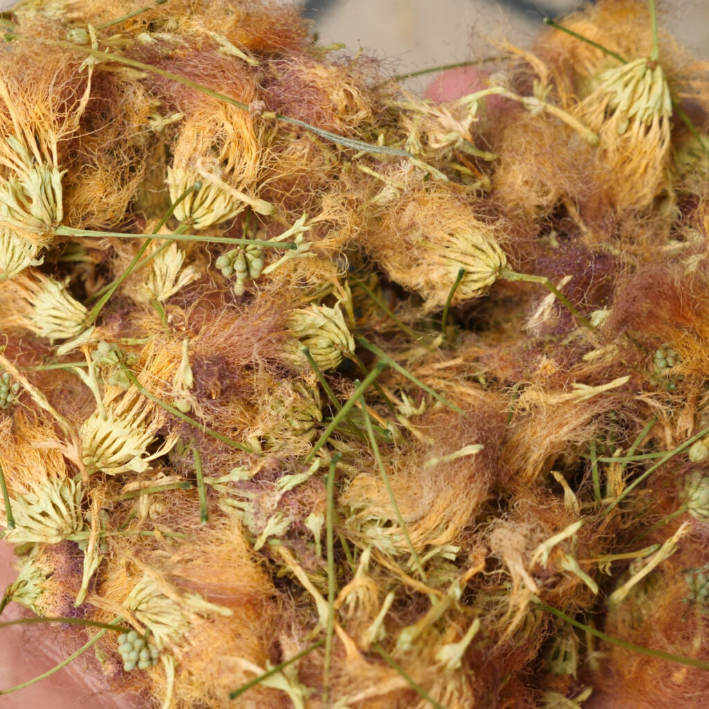 Dried Albizia Flowers