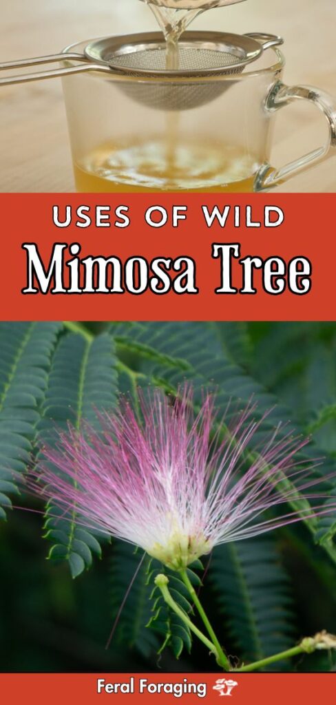 Foraging For Mimosa Tree