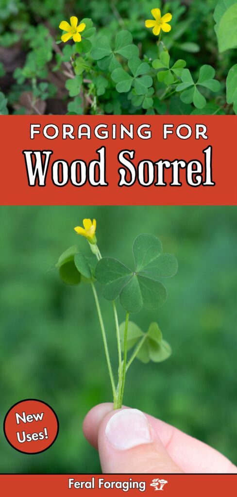 Foraging For Wood Sorrel