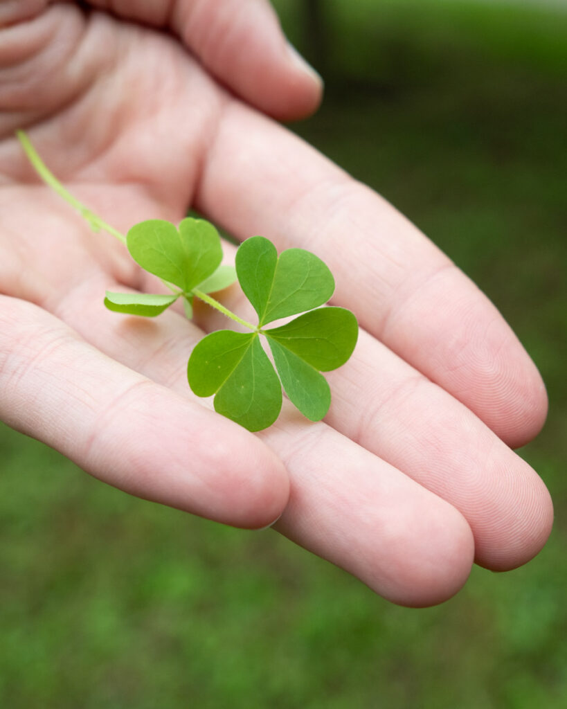 Holding Wood Sorrel Leaves