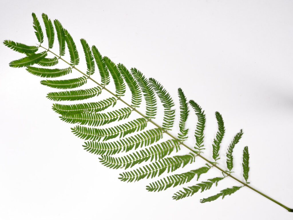 One Albizia Tree Leaf