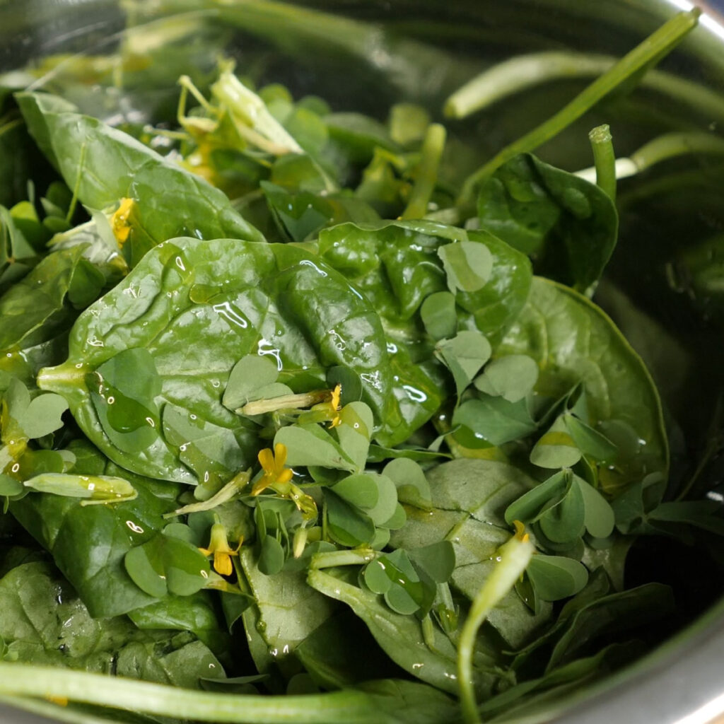 Raw Wood Sorrel Salad Garnish