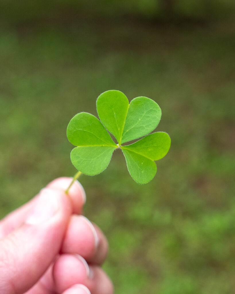 Single Wood Sorrel Trifoliate Compound Leaf