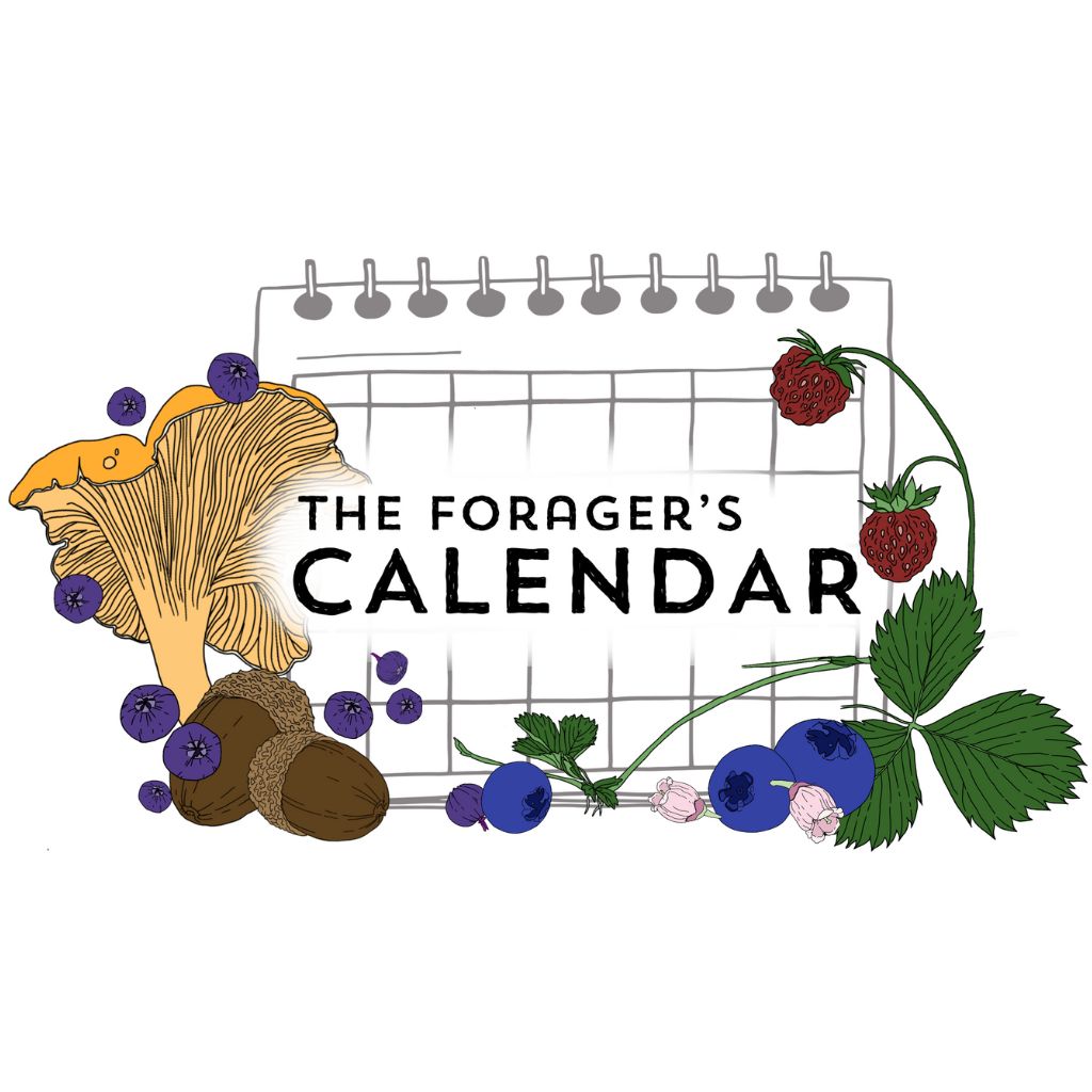 The Foragers Interactive Calendar