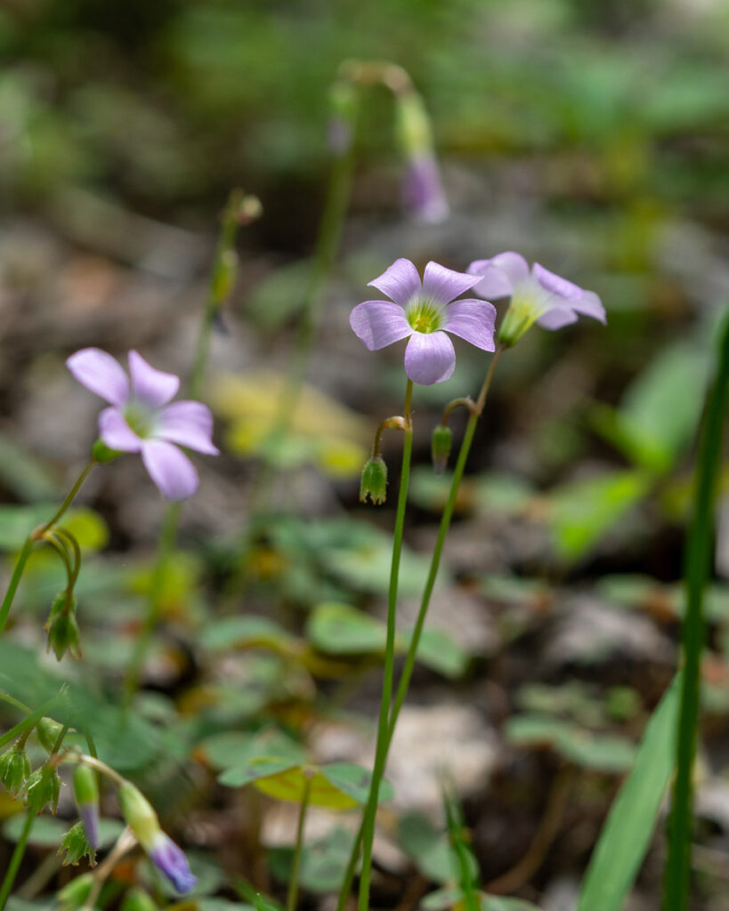 Violet Wood Sorrel Cluster Of Pink Flowers