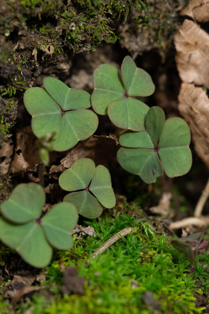 Violet Wood Sorrel Leaves