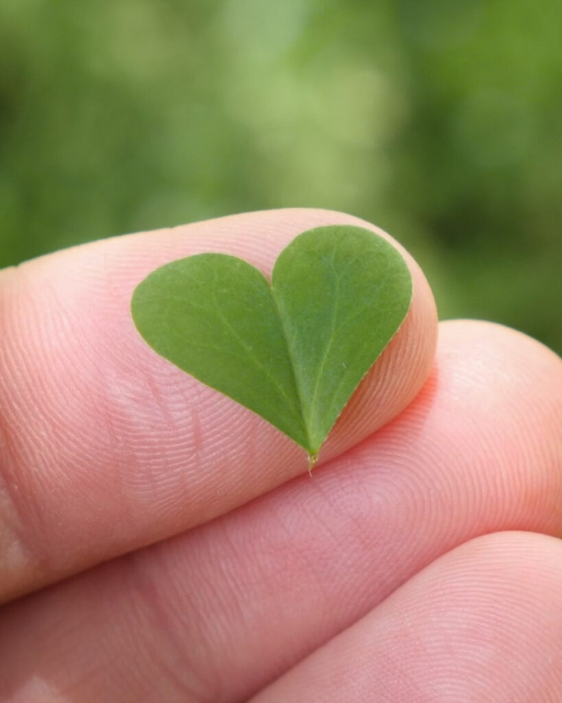 Wood Sorrel Heart Shaped Leaflet