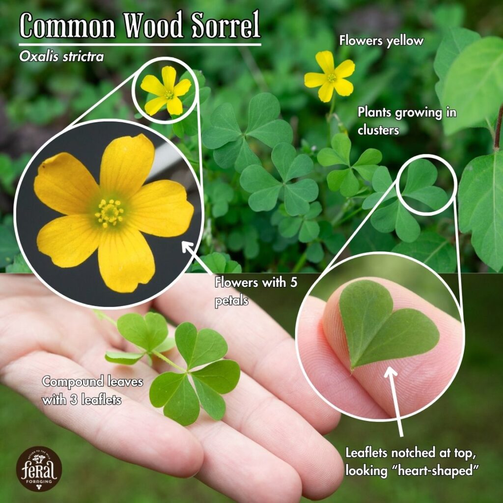 Wood Sorrel Quick Identification Guide