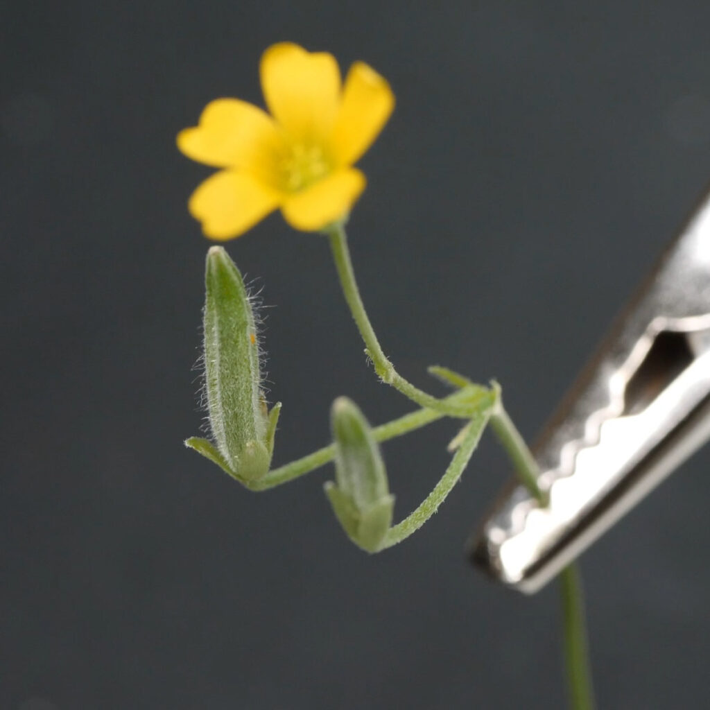 Wood Sorrel Seed Capsule