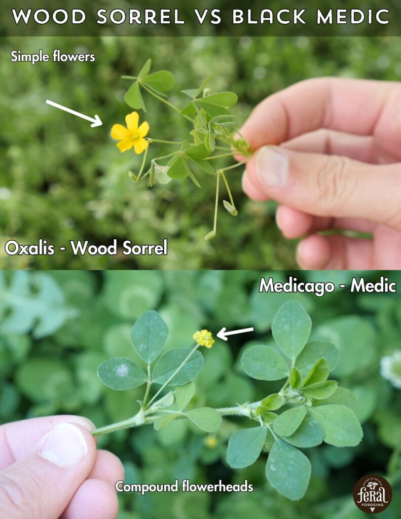 Wood Sorrel Vs Black Medic