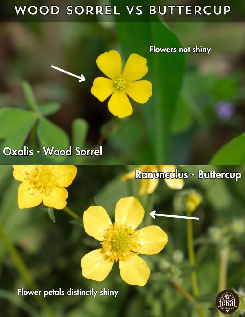 Wood Sorrel Vs Buttercup