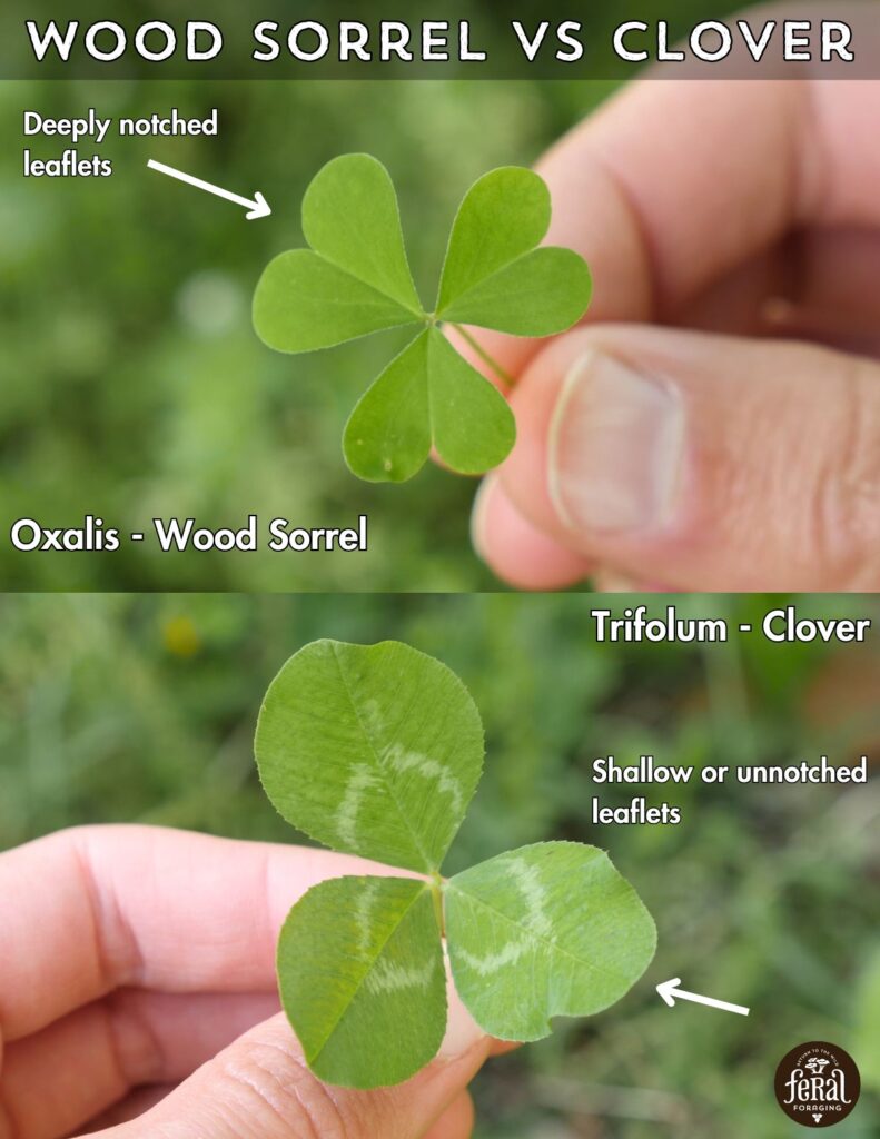 Wood Sorrel Vs Clover