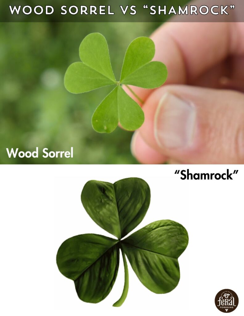 Wood Sorrel Vs Shamrock