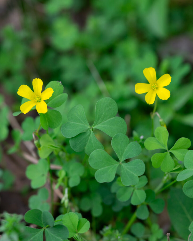 Yellow Wood Sorrel Flowers And Leaves