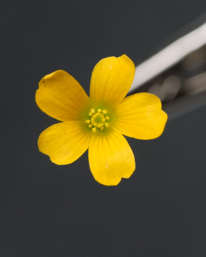 Yellow Wood Sorrel Oxalis Stricta Macro Flower