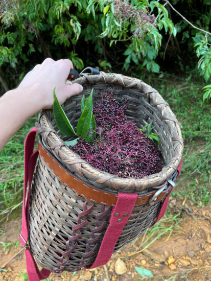 Basket Full Of Harvested Elderberries